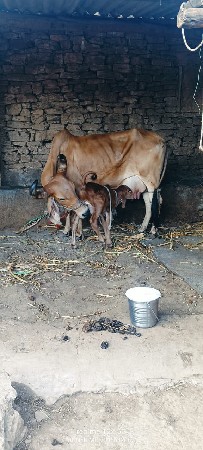 थंबनेल 5