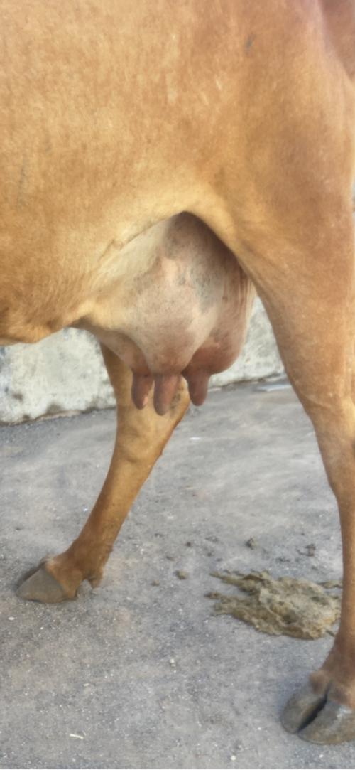 આ ગાય ના સાટા કરવા ના છે સાટા મા વશેરી ઘોડી હાલે