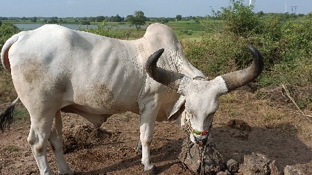 વેચવાના