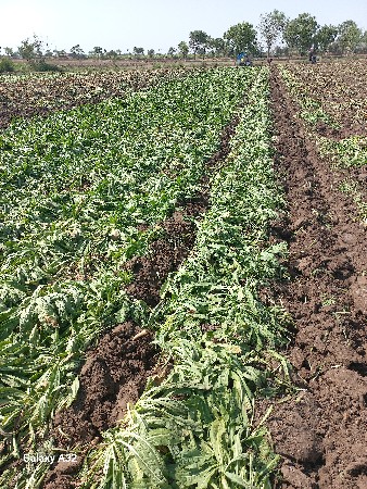 ચિકોરી ના પાન વેચવાના છે