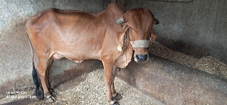 ગાય વેચવાની છે