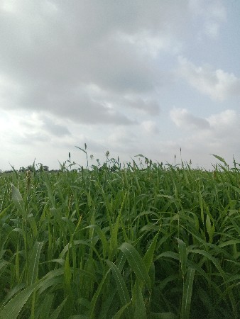 લીલો ચાહટીઓ