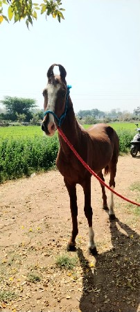 થંબનેલ 2