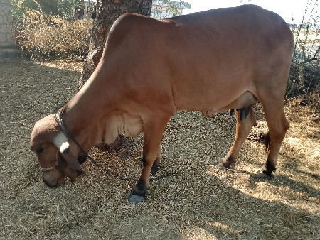 બીજા વેતર ની ગીર ગાય