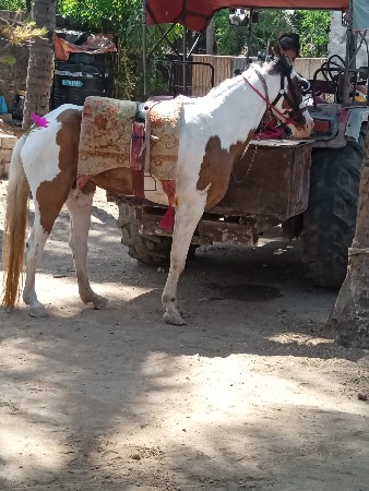 ઘોડી
