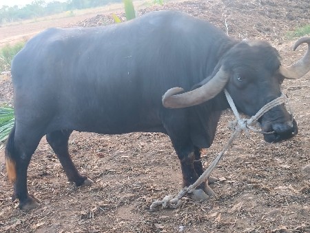 ભેંશ‌ વેચવાનિ છે