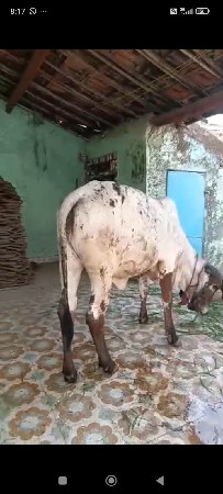 ગીર વાશડી છૅ
