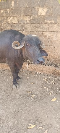 ભેંસ વેચવાની છે