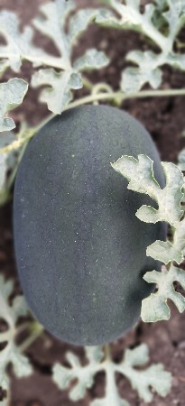 थंबनेल 2