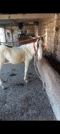 આ વસેરિ વેસવાની છે