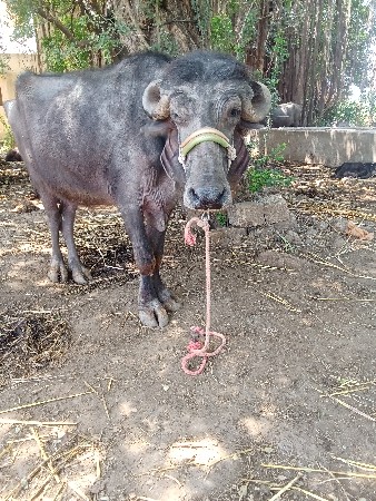 ખડેલી વેચવાની છે