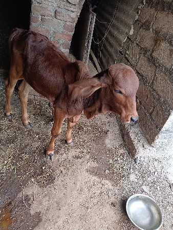 થંબનેલ 2