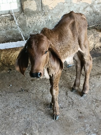 ગાય વેચવાની છે