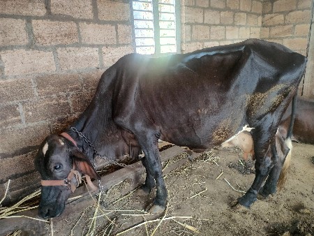 ગિર ક્રોસ Hf ગાય વેસવાની છે