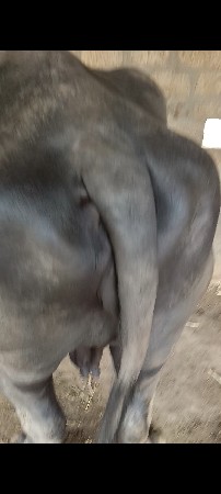 ભેંસ વેચવાની છે