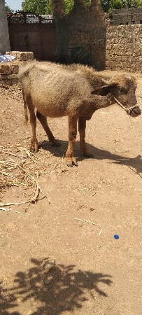 થંબનેલ 3