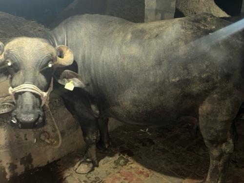 थंबनेल 3