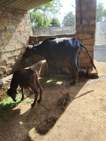 ભેંસ વેચવાની છે