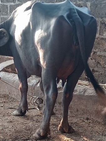 વેસવાની છે