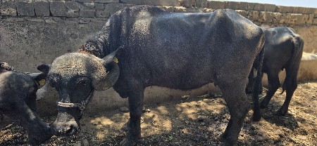 थंबनेल 3