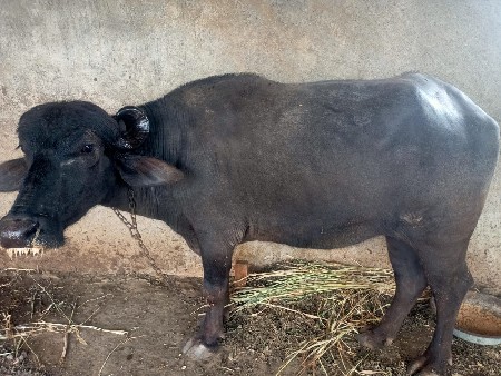 ખડેલી વેચવાની છે