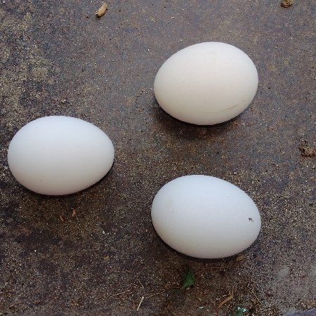 કૂકડી લેવાની છે ચાલુ ઈંડા વારી