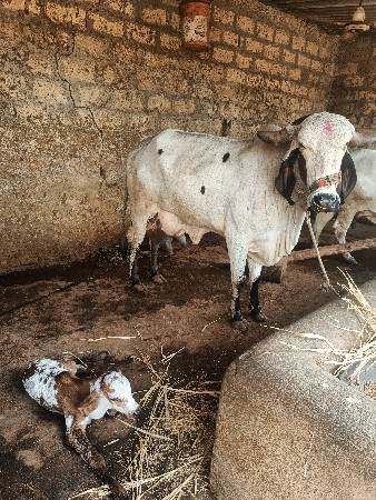 ગાય વેસાવની શે