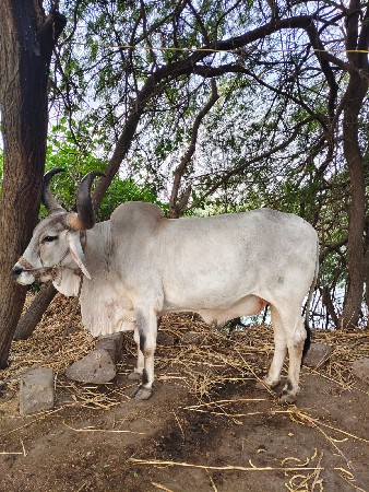 બલદ વેચવાનો છે 
બીજી ધાર