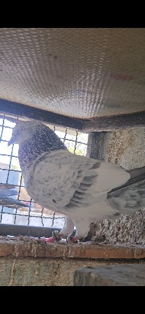 Rajasthani bura bajra