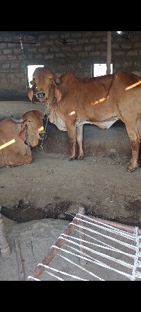 યોરીજલ ગીર હોરકિ વેચવાની સે