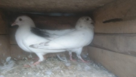 કબુતર વેચવાના છે