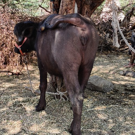 બે પાડ્યું વેચવાની છે