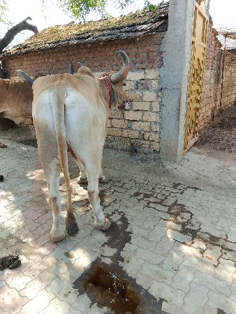બળદ વેચવાનો છે