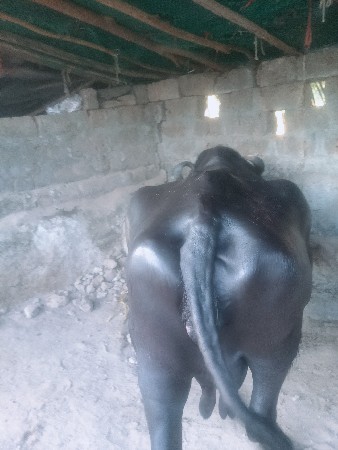 ભેંસ વેચવાની છે