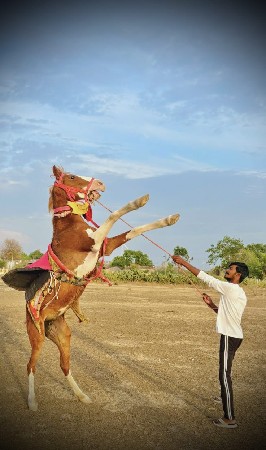 ઘોડી વેચવાની છે