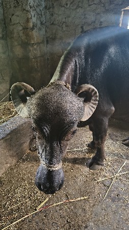 પેલૂ‌ વેતર