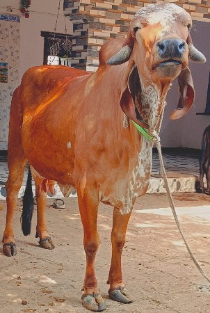 थंबनेल 3