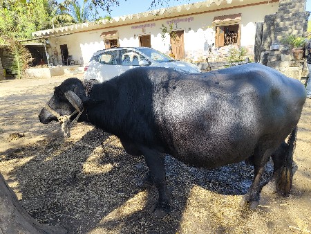 ભેંસ વેચવાની છે