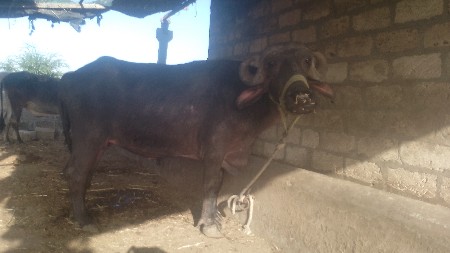 મેરૂ સાગણ ઓડેદરા