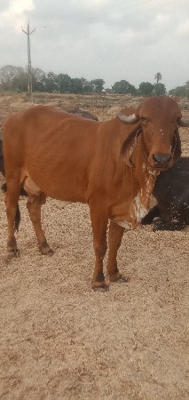 થંબનેલ 3