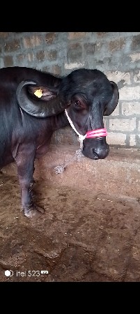 ભેંસ વેચવાની છે