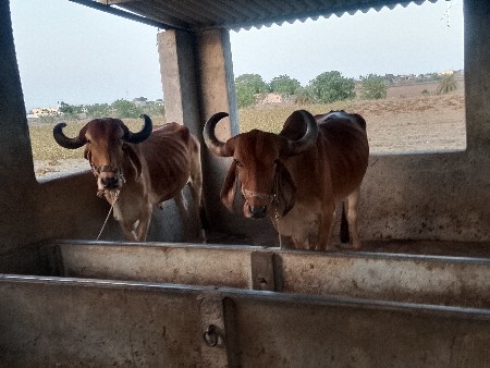 બળદ વેચવાના છે