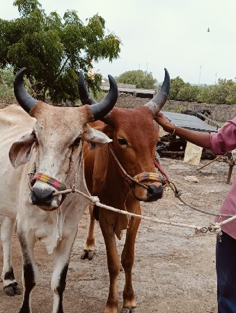 થંબનેલ 2