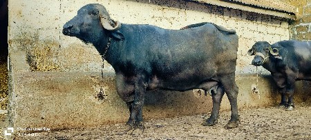 થંબનેલ 2