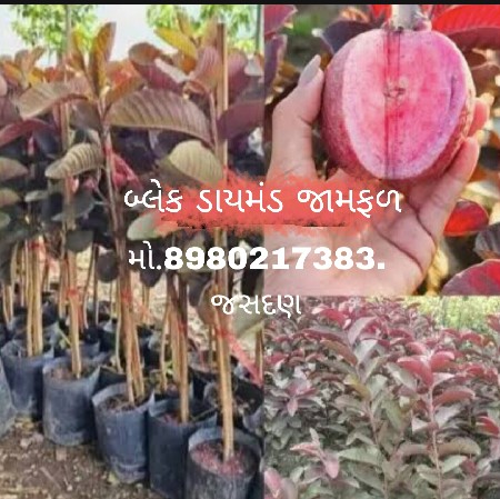 થંબનેલ 5