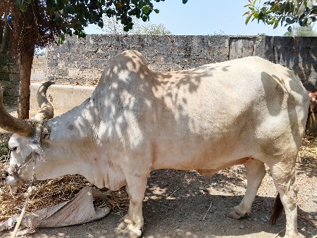 બળદ પેશ્વા નો શે