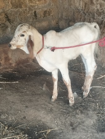 ગાય વેશવા ની છે