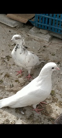 2 નર જોઈ સાતે