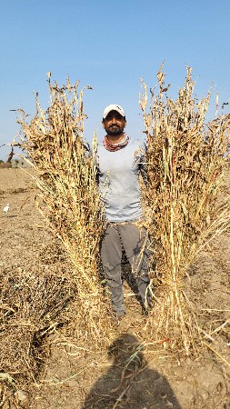 જુવાર ની સાર વેચવાની છે