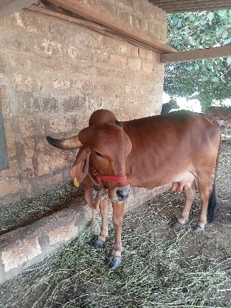 ગીર ગાય વેચવાની છે